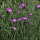 Nielle des blés (Agrostemma githago) semences
