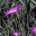 Nielle des blés (Agrostemma githago) semences