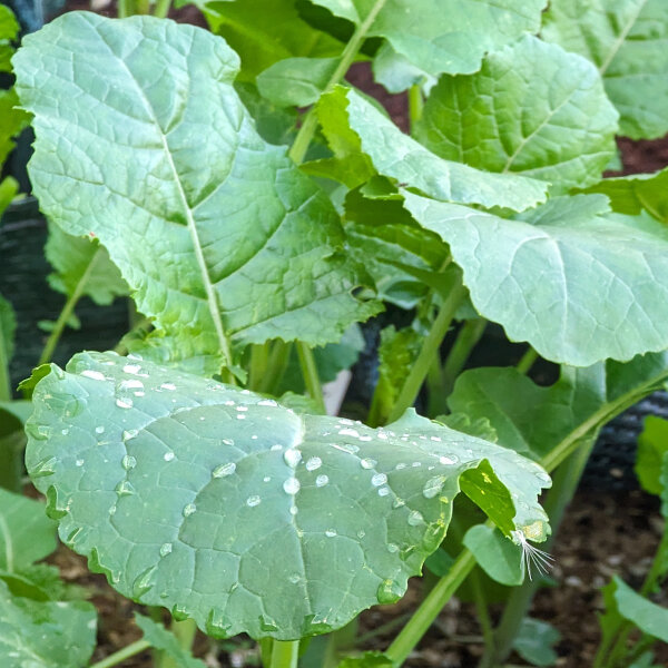 Chou d’Abyssinie (Brassica carinata) graines