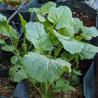 Chou d’Abyssinie (Brassica carinata) graines