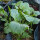 Chou d’Abyssinie (Brassica carinata) graines