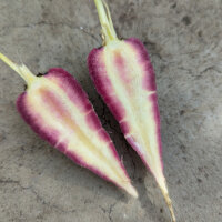 Carotte violette ‘Gniff’ (Daucus carota)...