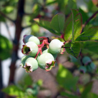 Myrtille arbustive (Vaccinium corymbosum) graines