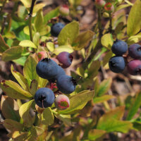 Myrtille arbustive (Vaccinium corymbosum) graines