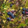 Myrtille arbustive (Vaccinium corymbosum) graines