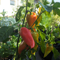 Poivron doux Roter Augsburger (Capsicum annuum) graines...