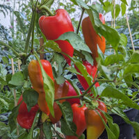 Poivron doux Roter Augsburger (Capsicum annuum) graines...