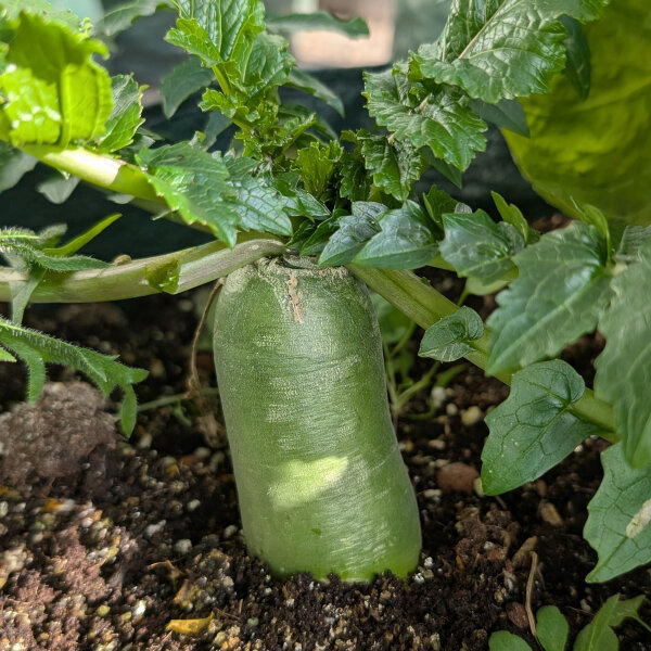 Radis vert Green Luobo (Raphanus sativus) graines