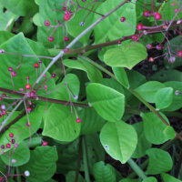 Talin paniculé (Talinum paniculatum) graines