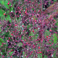 Talin paniculé (Talinum paniculatum) graines