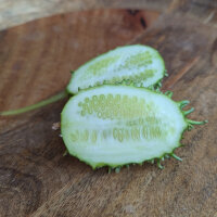 Concombre des Antilles (Cucumis anguria) graines