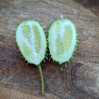 Concombre des Antilles (Cucumis anguria) graines