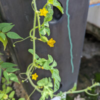 Concombre des Antilles (Cucumis anguria) graines