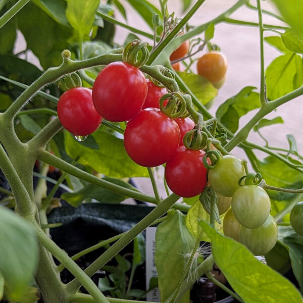 Tomate sauvage ABC Potato Leaf (Solanum lycopersicum) graines