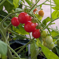 Tomate sauvage ABC Potato Leaf (Solanum lycopersicum)...