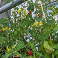 Tomate sauvage ABC Potato Leaf (Solanum lycopersicum)...