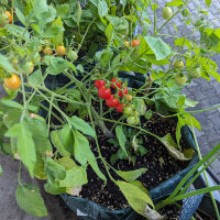 Tomate sauvage ABC Potato Leaf (Solanum lycopersicum) graines