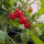 Tomate sauvage ABC Potato Leaf (Solanum lycopersicum) graines