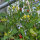 Tomate sauvage ABC Potato Leaf (Solanum lycopersicum) graines