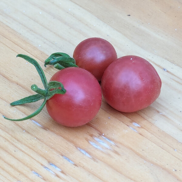 Tomate sauvage rose (Solanum pimpinellifolium) graines