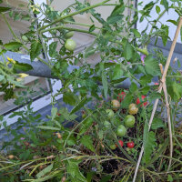 Tomate sauvage rose (Solanum pimpinellifolium) graines
