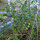 Tomate sauvage rose (Solanum pimpinellifolium) graines