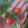 Tomate sauvage rose (Solanum pimpinellifolium) graines