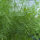 Aneth Compact (Anethum graveolens) graines