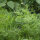 Aneth Compact (Anethum graveolens) graines