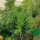 Aneth Compact (Anethum graveolens) graines