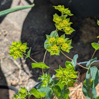 Buplèvre à feuilles rondes ‘Griffithii’ (Bupleurum rotundifolium) graines
