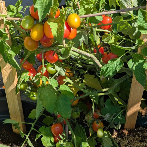Tomate cerise Principe Borghese (Solanum lycopersicum) graines
