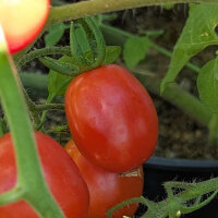 Tomate cerise Principe Borghese (Solanum lycopersicum)...