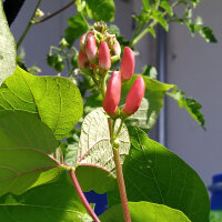 Haricot d’Espagne Hestia (Phaseolus coccineus) graines