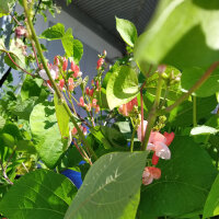 Haricot d’Espagne Hestia (Phaseolus coccineus) graines