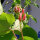 Haricot d’Espagne Hestia (Phaseolus coccineus) graines