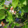 Haricot d’Espagne Hestia (Phaseolus coccineus) graines