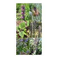 Plantes & fleurs mellifères pour des abeilles -  kit de graines