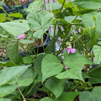 Haricot tépari Black Mitla (Phaseolus acutifolius)...