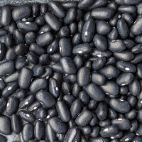 Haricot tépari Black Mitla (Phaseolus acutifolius)  graines