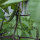 Haricot tépari Black Mitla (Phaseolus acutifolius)  graines