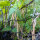 Haricot tépari Black Mitla (Phaseolus acutifolius)  graines