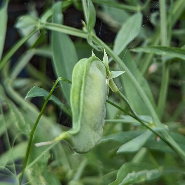 Gesse commune (Lathyrus sativus), graines