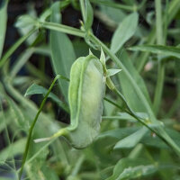 Gesse commune (Lathyrus sativus), graines