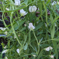 Gesse commune (Lathyrus sativus), graines