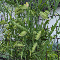 Gesse commune (Lathyrus sativus), graines