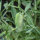 Gesse commune (Lathyrus sativus), graines
