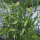 Gesse commune (Lathyrus sativus), graines