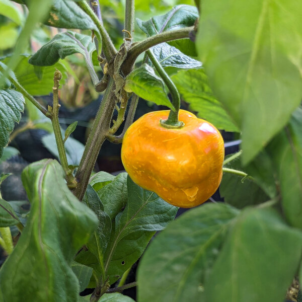 Piment arbre Rocoto Canario (Capsicum pubescens) graines