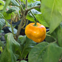 Piment arbre Rocoto Canario (Capsicum pubescens) graines
